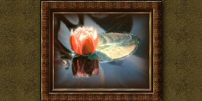 Waterlily