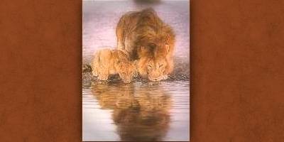 Lion and Cub