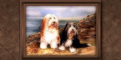 Collies